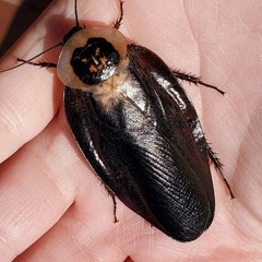 6ct Death Head Roach – Live Pet Reptile Feeder Insects