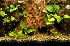 T-Rex Aquarium Decor – Tree Trunk Tropics Background – 10 Gallon