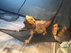 Reptile Hammock for Lizard Snake Bearded Dragon Breathable Mesh Habitat
