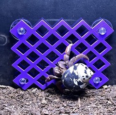 Hermit Crab Climbing Wall Hermit Crab Tank Ornament Toys Accessories Supplies