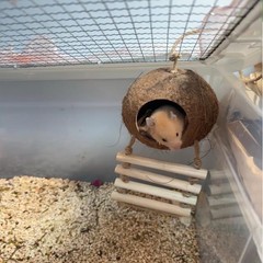 Crested Gecko Coconut Hide with Ladder Shell Natural,Reptile Coco Hut Cave Ha…