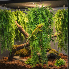 Reptile Plants Hanging Fake Vines Boston Climbing Terrarium Plant with Suction C