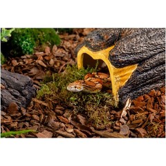 Exo Terra Wet Log, Medium