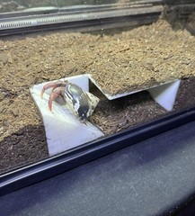 Hermit Crab Decor Underground Bunker Cave Hermit Crab Hide Hideout Decoration