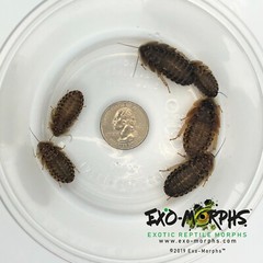 500 Large Dubia Roaches (3/4″ – 1″+ Length)