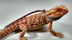 Adjustable Reptile Lizard Harness and Leash-Large