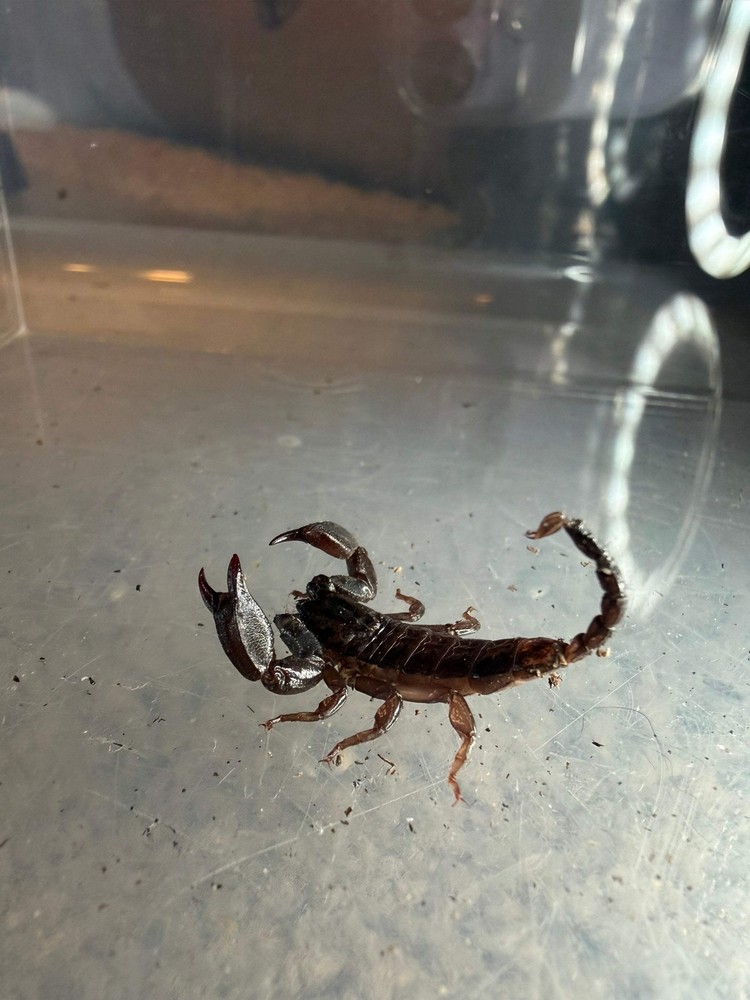 Thai Flat Rock Scorpion (Alloscorpiops sp.) – 1/2-3/4 in