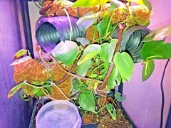 Corrugated Reptile hides For Arboreal Terrestrial Underground and Quarantining