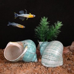 2pcs Hermit Crab Shells XL Size Opening 1.73″ Natural Sea Conch Turbo Seashel…
