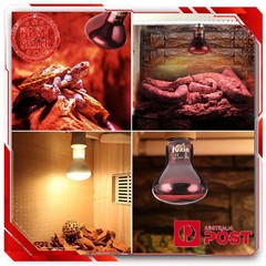 UVA Lamp Amphibian Bird Light Heat Reptile Bulb Snake Day/Night Pet Heating Lamp