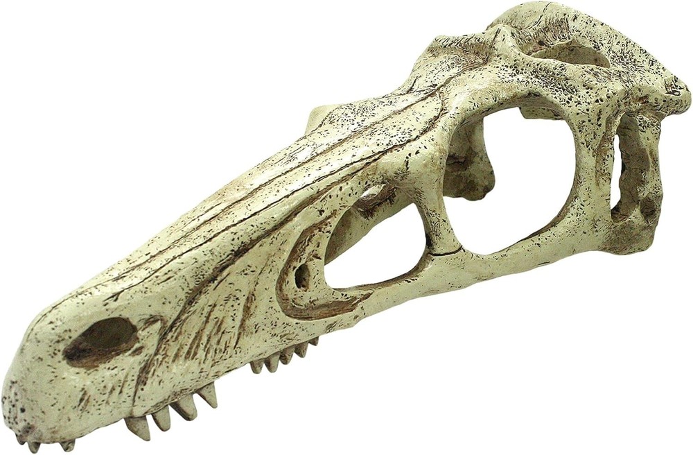 Komodo Raptor Skull – XLarge