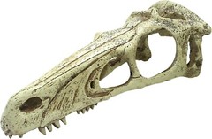 Komodo Raptor Skull – XLarge