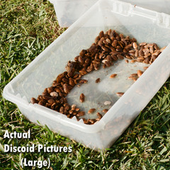 100 Live Discoid Roaches (Med)-FREE Shipping! Organic From FL, Every State Legal