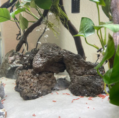QTY 5 Lava rock 3.5″ to 5″ fish decor, terrarium rocks, organic, natural stone