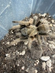 Oklahoma Brown Tarantula (Aphonopelma hentzi) – 4-5.5 in
