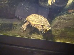 20 Gallon Long Zilla Turtle Tank with Filter