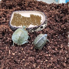 Reptile Water Bowl Feeding Dish for Bearded Dragon Turtle Snake Lizard