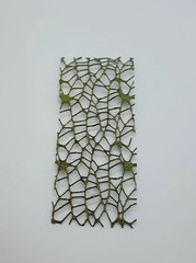Textured Natural Green Jumping Spider/ Mantis Moss Ribbon