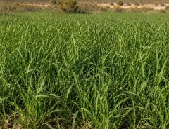 Tortoise Grass Seed Mix for Sulcata and Leopard Tortoises! Big Bag 1 Pound!!