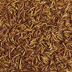 Kaytee Wild Bird Food Mealworms For Bluebirds, Wrens, 2 Pound (Pack of 1)