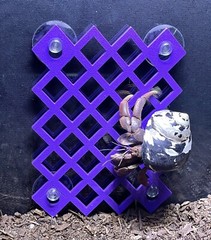 Hermit Crab Climbing Wall Hermit Crab Tank Ornament Toys Accessories Supplies