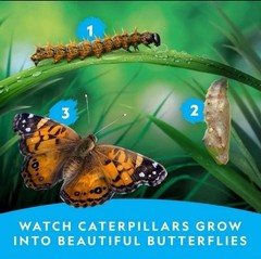 National Geographic Butterfly Growing Kit – Kids STEM Activity