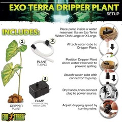 Dripper Plant, Large