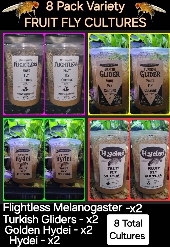 Fruit Fly Culture 8Pack Variety Live Flightless Turkish Gliders Golden and Hydei