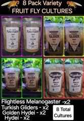 Fruit Fly Culture 8Pack Variety Live Flightless Turkish Gliders Golden and Hydei