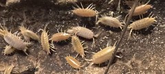 🟠 Powder Orange Isopods-50 Count-Fast Breeding – Bioactive Clean Up Crew