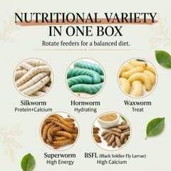 Super Wormy Sampler 5 Types of Worms 125ct Live Feeder Insects | FREE SHIPPING