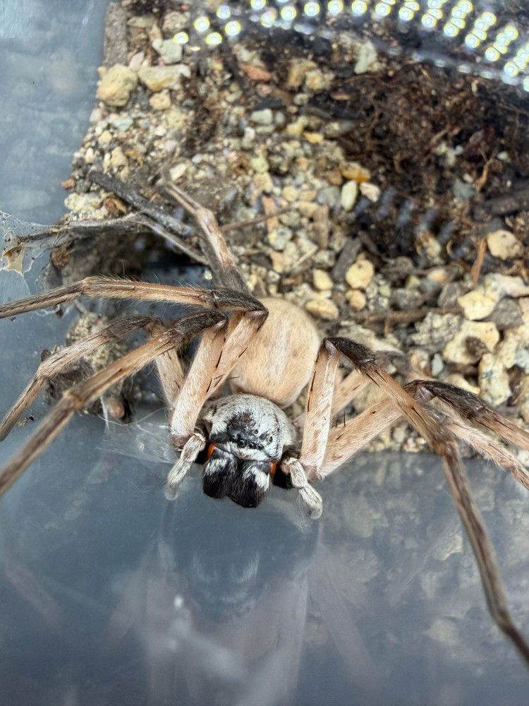 White Desert Huntsman Spider (Cerbalus aravaensis) – 2-3 in