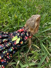 Bearded dragon Dress