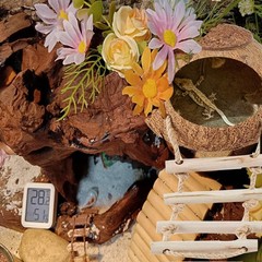 Crested Gecko Coconut Hide with Ladder Shell Natural,Reptile Coco Hut Cave Ha…