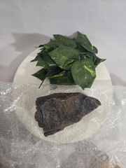NEW XYZ Reptiles Starter Kit Bundle 10 Gal Heater Hide Hook Bedding Thermometer