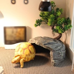 Basking Cave Surface Substantial and Stable Resin Pet Hideout Relief