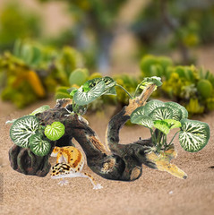 Branches for Reptiles,Crested Gecko Resin Climbing Tree Branch with Hideout Cave