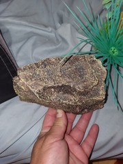 reptile basking platform intended for aquatic turtles or similar reptiles