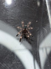 Darth Maul Tarantula (Psalmopoeus victori) – 3/4-1.25 in
