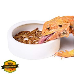 Reptile Food Water Bowl, 2 pcs Ceramics Worm Dish ,Anti-Escape Reptile Water …