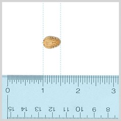 Discoid Roaches – Florida Legal – FREE SHIPPING
