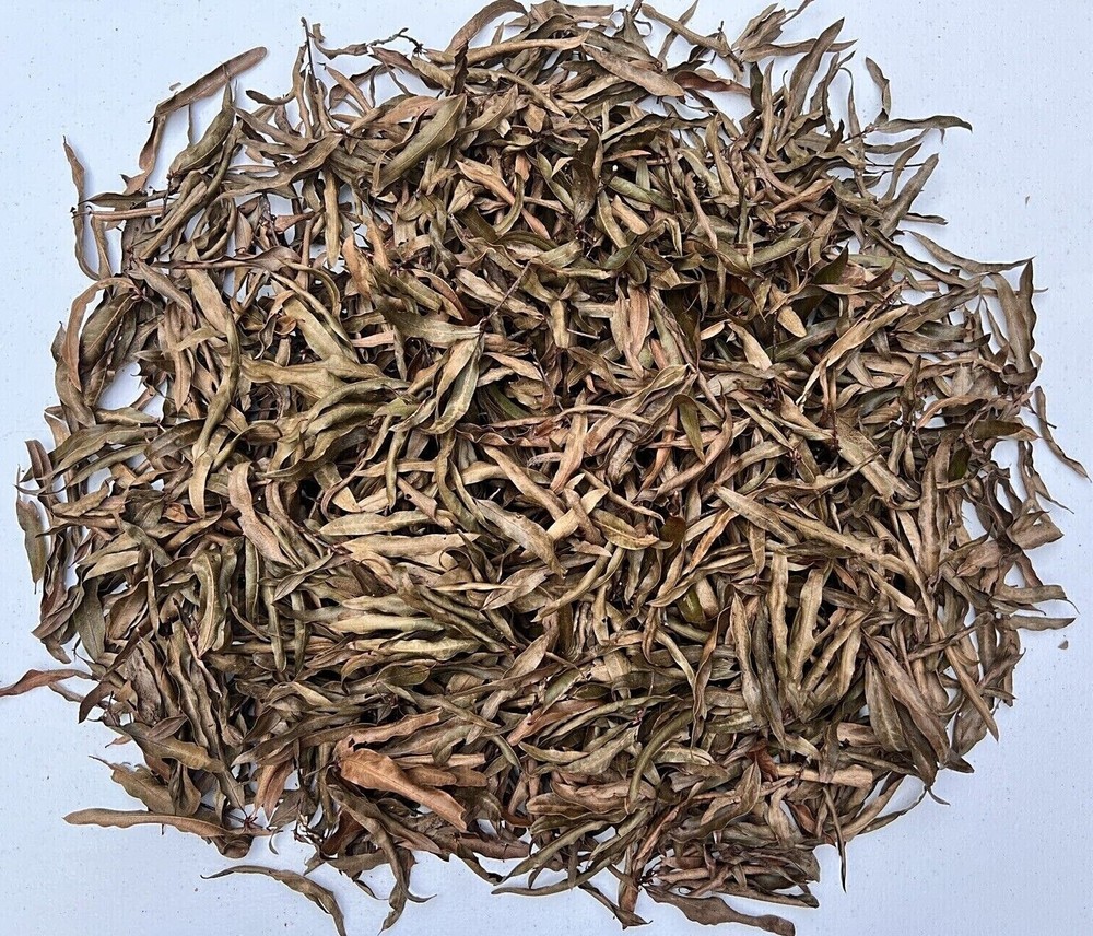 10 Gallons Organic LEAF LITTER Willow Oak Leaves Reptile Terrarium Frog Isopods