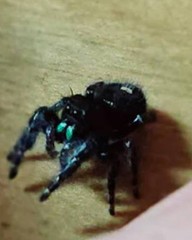 Jumping Spider Black & White with Iridescent Green Chelicerae Markings