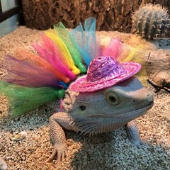 Reptile Tutu Skirt Cosplay Theme Funny Cosplay Accessories for Bearded Dragon