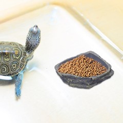 Turtle Feeding Bowl Leopard Gecko Water Food Dish for Reptile Tank Tray
