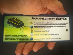 Isopod Bin Label- Armadillidium Gestroi