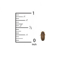 Small Dubia roaches, Medium Dubia roaches, Large Dubia roaches LAG Free shipping