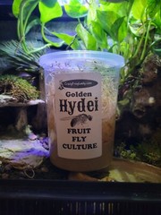 Wingless Fruit Fly Cultures 2 Pack+ 2 Pack of Golden Hydei Total of 4 CULTURES.
