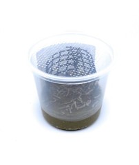 Small Silkworm Pod® (50 Small Live Silkworms & Food)