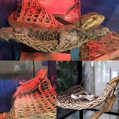 Bearded Dragon Hammock Reptile Lounger Reptiles Plants Hanging Fake Vines Boston